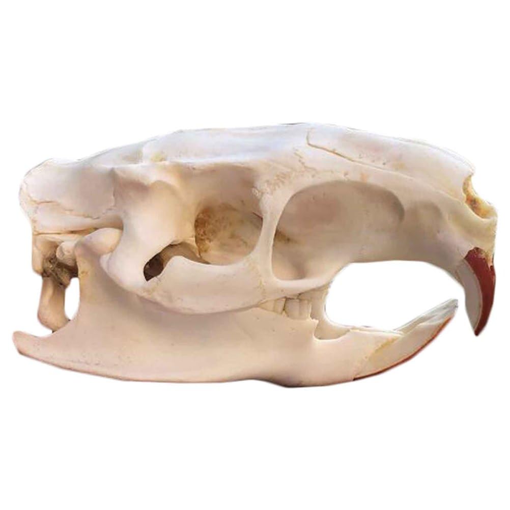 Biber Schädel Kopf Modell - Real Animal Skull Replica - Biber Schädel Kopf Präparator Feng Shui Ornamente für Home Decoratio, Wissenschaft Bildung Lehrmittel