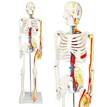 Evotech Mini Human Skeleton Model for Anatomy, 33.5'' 1/2 Life Size Human Skeleton Model with Nerves Veins Arteries Heart Removable Arms Legs and Stand for Medical Anatomical Study Teaching Display