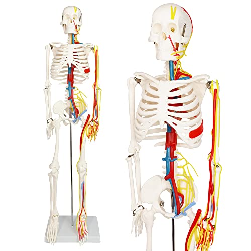 Image of EVOTECH SCIENTIFIC Mini Human Skeleton Model for Anatomy, 33.5'' 1 /2 Life Size Human Skeleton Model with Nerves Veins Arteries Heart Removable Arms Legs and Stand for Medical Anatomical Study Display