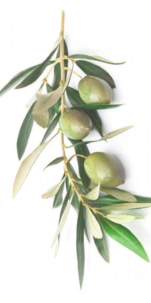 YASOU Hydrating Body Cream Aroma Free (3.2oz) | Moisturizing Body Butter Cream | Body Lotion | Restorative For Dry Skin | For Senstive Skin | Handmade For All Skin Types - Image 4