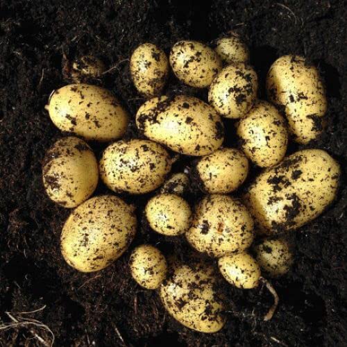 Second Early Seed Potatoes Nicola- Organic Variety Seed Potatoes, X10 Tubers,Best for Salad,Boiling Mashing