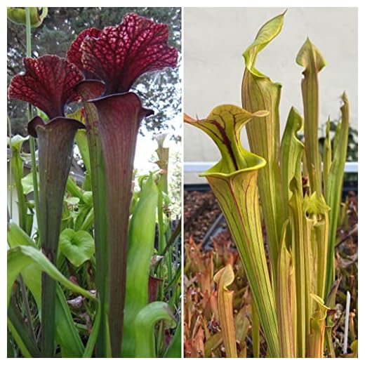 Mature Carnivorous Pitcher Plant Sarracenia