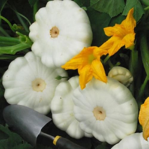 Heirloom Early White Bush Scallop-Patty-Pan-Squash-35-S-Seed-Combine-S-H Heirloom-Early White Bush-Scallop-Patty-Pan-Squash-35-S-SeedCombine-S-H Have O : Seeds Only