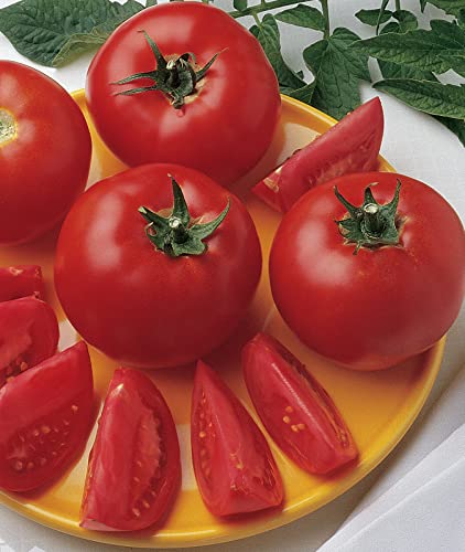Burpee Bush Early Girl Hybrid Slicer Tomato | 30 Seeds