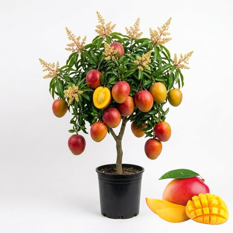 Amazon.com : No CA, Thai Mango Tree Mango Plant, Grafted Mango