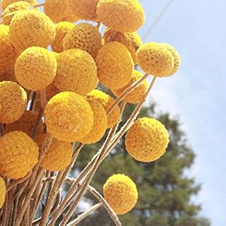Dried Craspedia Yellow Billy Balls 40 Stems, 2.5-4cm in Diameter, Dried Flower Branch for DIY Flower Arrangements Home Decor