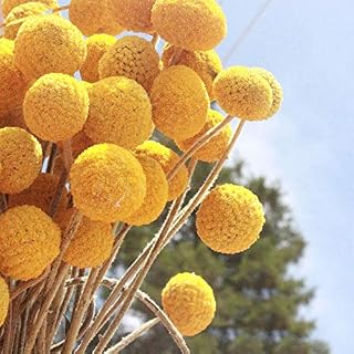 Dried Craspedia Yellow Billy Balls 40 Stems, 1-1.5 inch in Diameter, Dried Flower