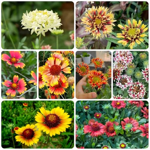 kokardenblume, steingartenpflanzen winterhart gartenblumen, kräuterpflanzen balkon frühlingsblume 200samen