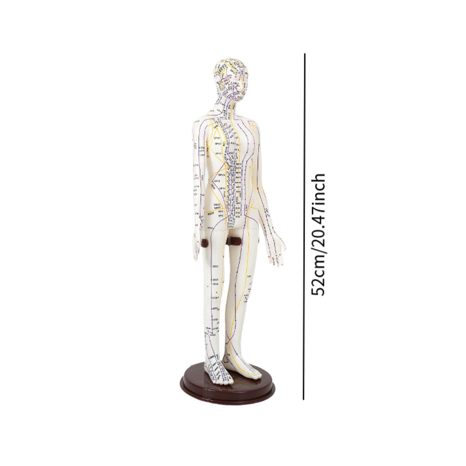 Sharplace Modello di agopuntura Modello umano Modello di meridiani medici cinesi con punti inglesi, Femmina Dura