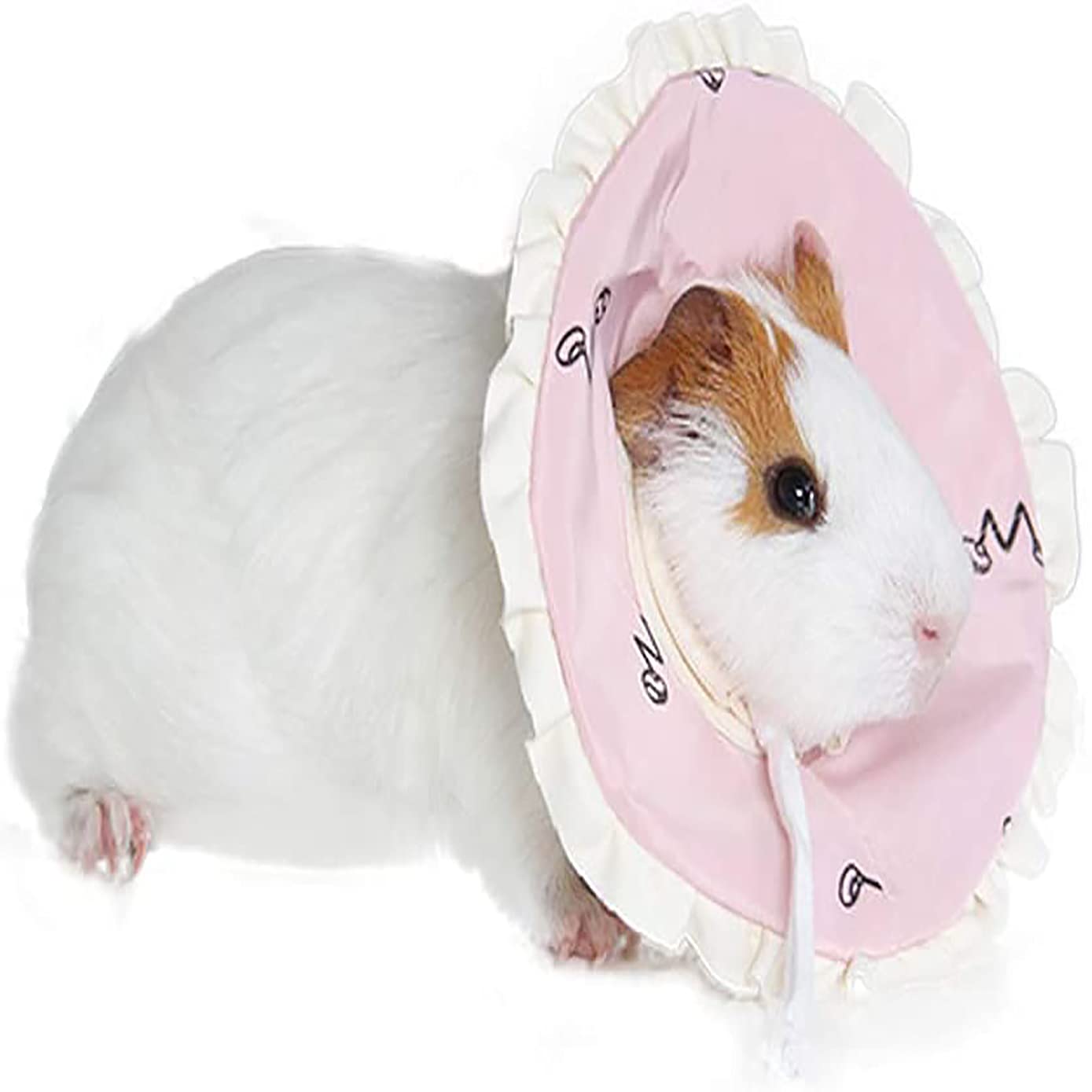 Guinea Pig Scratching ubicaciondepersonas.cdmx.gob.mx