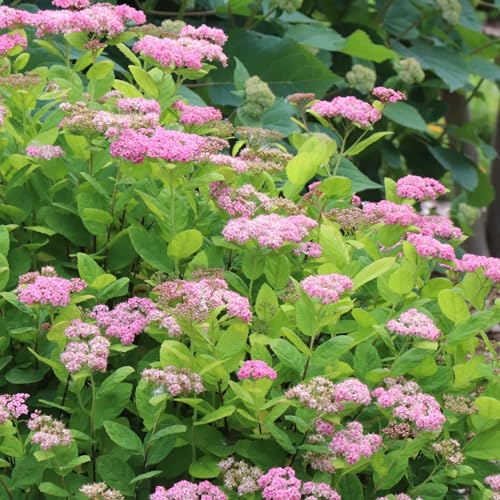 Proven Winners Glow Girl Pink Birchleaf Spirea (Spiraea betulifolia) Live Plant 4.5 Qt