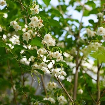 Amazon | エゴノキ 株立ち （白花） 大苗 庭木 | 植木