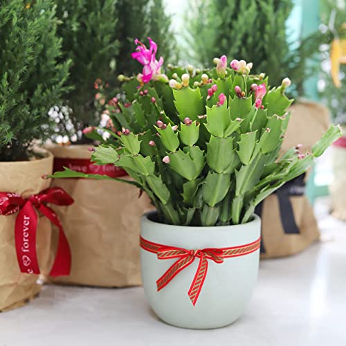 Succulents Box | Unique Collection Of Live Cactus Plants, Christmas Cactus Thanksgiving Cactus (4'' + Clay Pot), Hand Selected, Rare Varieties For Gift Or Home Décor #TOP4
