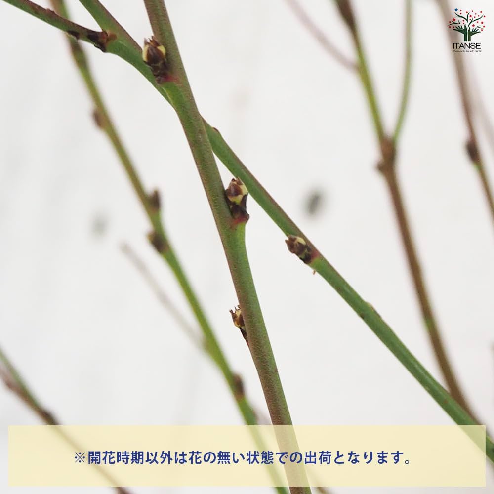 桃の花 Amazon.co.jp: ITANSE 花桃の苗木 宝塚小町 (八重咲ピンク