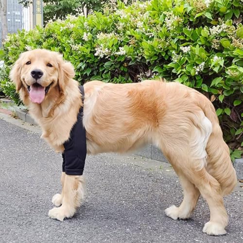 QEDBOJE Hundebeinschutz Ellenbogenbandage Hund verhindert das Lecken von Wunden hilft bei Arthritis (XL für mittelgroße und große Hunde)