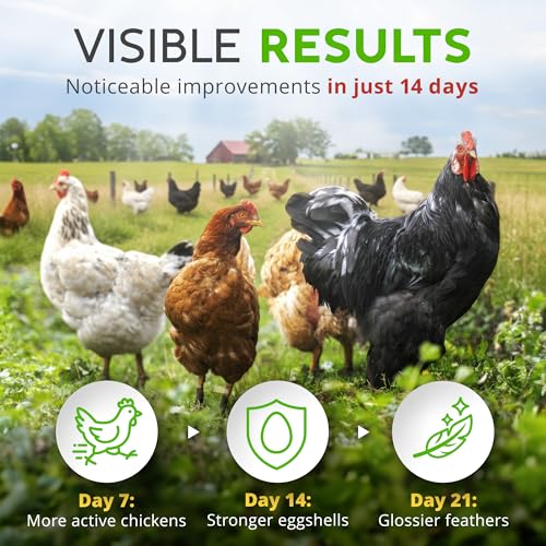 Buff Clucks Herb Supplement for Backyard Chickens - Natural Chicken Treats, Poultry Feed Botanical Mix, Plant-Based Coop Snacks for Daily Wellness, Feather Quality, Egg Production, USA (12 oz) - Image 6