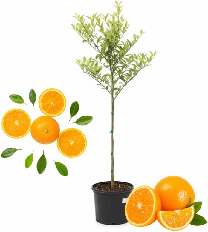 Valencia Orange Tree Live Plant, 4-5 Feet Tall in 5 Gallon Pot, Sweet Citrus Tree for Outdoor Planting