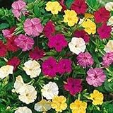 Seeds and Things Four O'Clocks Flower Seed Mix Pink Red Yellow White 99 Seeds