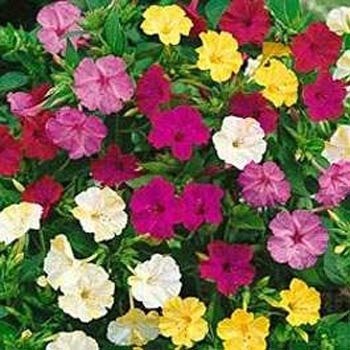 Seeds and Things Four O'Clocks Flower Seed Mix Pink Red Yellow White 99 Seeds Seeds and Things Four O'Clocks Flower Seed Mix Pink Red Yellow White 99 Seeds