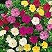 *Seeds and Things Four O'Clocks Flower Seed Mix Pink Red Yellow White 99 Seeds