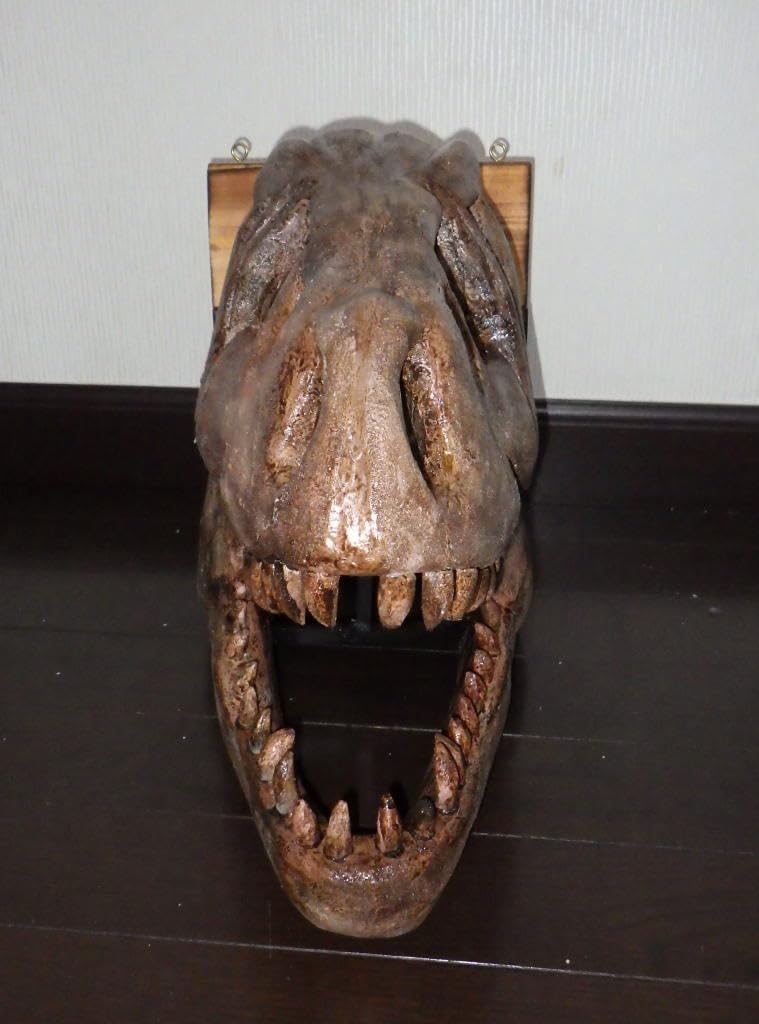 Amazon.co.jp: ティラノサウルス T-REX 頭部化石模型 : おもちゃ