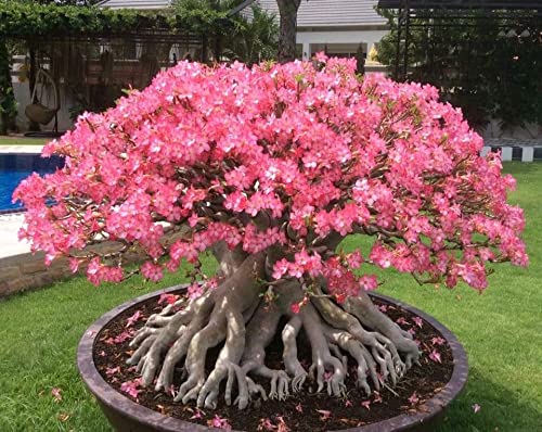 Zaprics trading Adenium Arabicum Compact plant for Garden Decoration (B09RJ28Q92) Amazon Price History, Amazon Price Tracker
