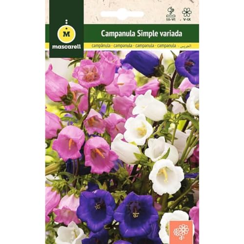 Mascarell Semillas, CAMPANULA SIMPLE VARIADA, Semillas Flores Exterior para Decoración, 1 Gramos