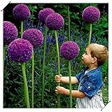 Schwertlilien sorgen für einen klassischen und doch magischen Look und frische Blumenarrangements im Garten.