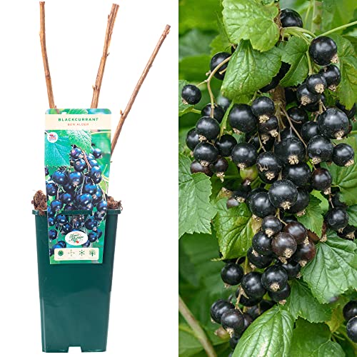 Blackcurrant Ribes Ben Alder | Deciduous Fruit Plant Shrub | 30-50cm Potted