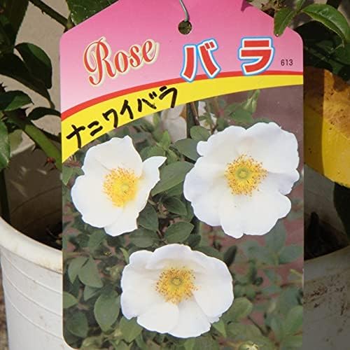 Amazon ナニワイバラ 1本 植木