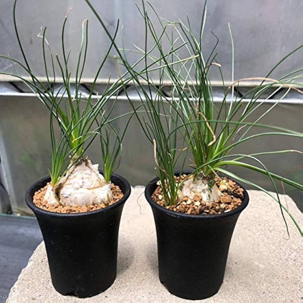 HAMCUS ハムカス size2 ※相場最安値 ※希少 heliot emil Amazon.co.jp: Albuca humilis 多肉植物：アルブカ フミリス S