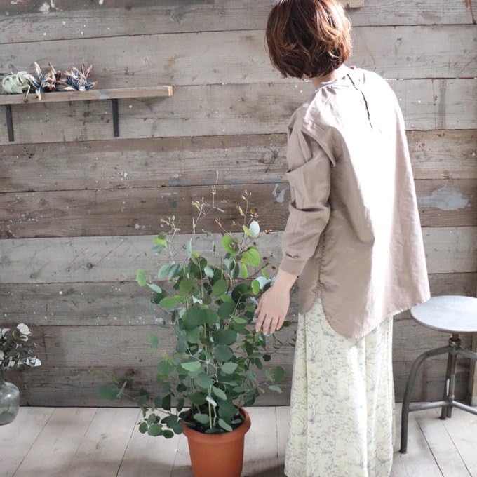 Amazon.co.jp: ポポラス 8号 花粉症に効く ユーカリ 大苗 ガーデニング