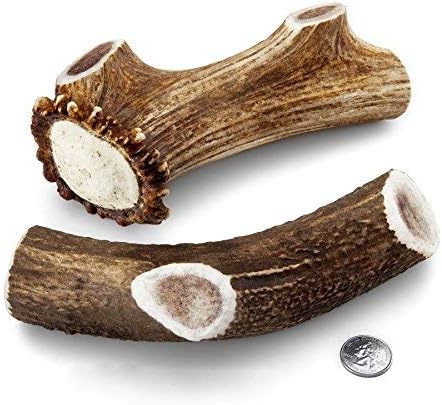 Mountain Dog Chews - X-Large Whole Elk Antler Dog Chew - Grade A Premium - Organic - Made in USA - No Mess