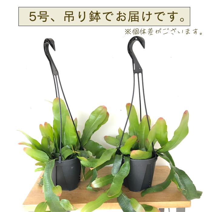 植物　吊り　エピフィラム　月下美人　ハンギング　観葉植物　 植物 吊り エピフィラム 月下美人 ハンギング 観葉植物 【公式通販】