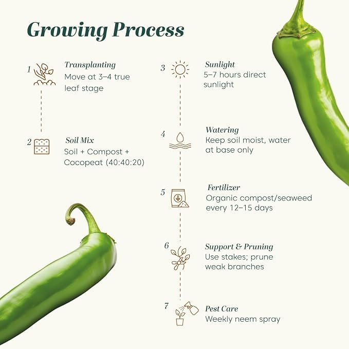 Image of Green Chilli Seeds 100 Seeds with Free 20 Marigold Seeds