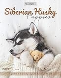 siberian husky welpen kosten  Siberian Husky Puppies Calendar 2022: Gifts for Friends and Family with 18-month Monthly Calendar in 8.5x11 inch