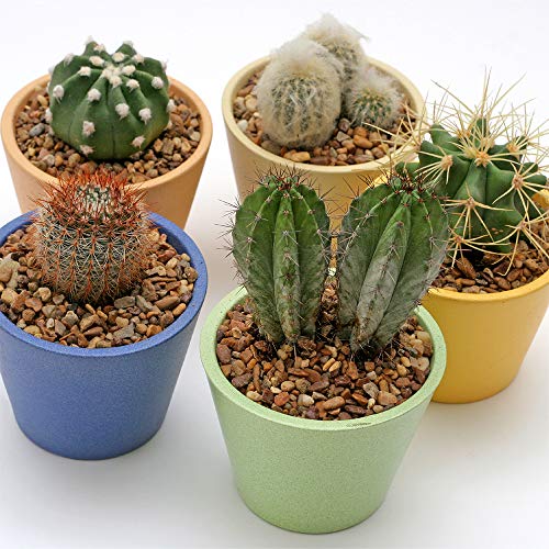 Southwest Boulder & Stone Landscape Rock & Pebble | Oro Verde, 3/8\", 20 lbs
