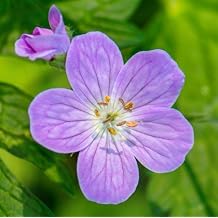 5 Wild Geranium Roots - Spotted Cranesbill Geranium Bulbs for Planting - Geranium maculatum - 5 Pack