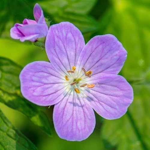 Spotted Cranesbill Geranium Roots