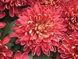 Red-pink Chrysanthemum Seed Pack