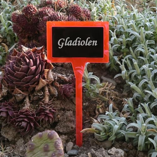 Bütic GmbH Plaque en verre acrylique pour plantes - Double carré - Rouge/noir - Résistant aux intempéries - Nom de la plante : Glaïeul