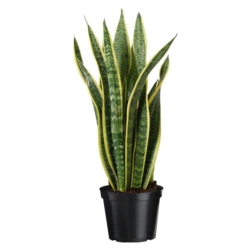 Snake plant indoor live plant big, Indoor - Plant for Office, Bedroom, Living Room, Dining Room, Nursery (Pack of 1) (B0D6R678MR) Amazon Price History, Amazon Price Tracker