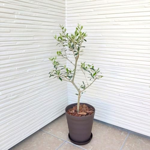 ͂߂ẴI[u̖؍͔|Zbg 6 Iׂ锫J[ Aւsv I[u olive ϗtA (_[NuE)