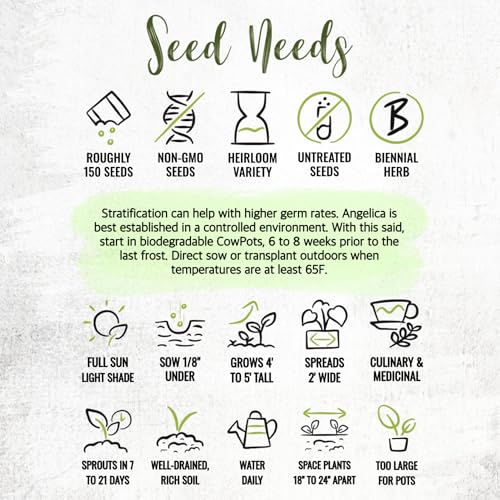 Seed Needs Angelica Seeds for Planting Angelica archangelica - Non-GMO Heirloom & Untreated Medicinal Herbs to Grow an Indoor or Outdoor Home Grown Garden (1 Pack) - Image 7