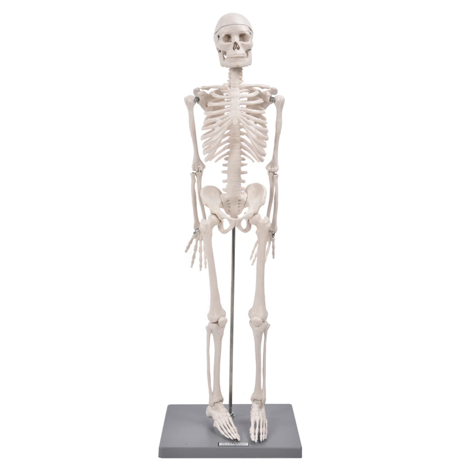 85cm Human Skeleton Model with Base, Ideal Anatomical Teaching Tool for Schools and Colleges, Comes with Stand and Flexible Arms and Legs, Made of Special Resin