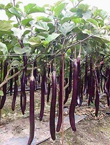 Golden Hills Farm® (AVG 500-2000) seeds BRINJAL PURPLE LONG SEEDS (B08WWJLR1J) Amazon Price History, Amazon Price Tracker