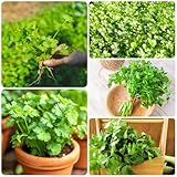 koriandersamen - Coriandrum sativum - hochbeet gemüsesamen koriander küchenkräuter pflanzenanzucht bodendecker gartenkräuter exotische kräutergarten küche gemüsesamen winterhart bio 800samen