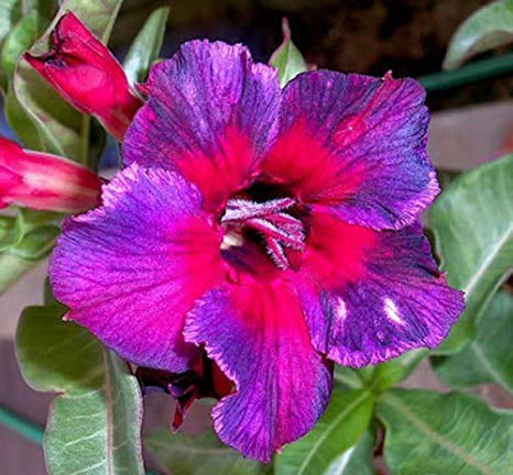 ROYAL LAND Desert Rose Live Plant Adenium Obesum Double Kaleidoscope Adenium 1 Healthy Live Plant Seedling (B083JJXSRN) Amazon Price History, Amazon Price Tracker