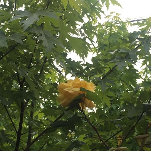 Episodio 12 - Wake Up Call - La Sveglia Del Buonumore