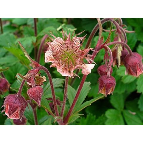 Lincolnshire Pond Plants Geum Rivale Marginal Plant Cover